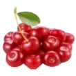 Acerola Cherry Ingredient