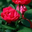 Double Red Rose Ingredient
